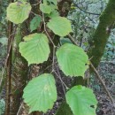Corylus avellana L.Corylus avellana L.