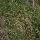 Deschampsia cespitosa (L.) P.Beauv.Deschampsia cespitosa (L.) P.Beauv.