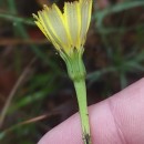 Leontodon saxatilis Lam.Leontodon saxatilis Lam.