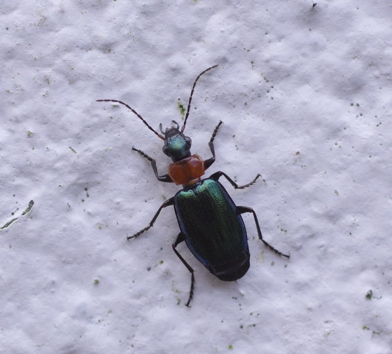 PHALANGIIDAE sp. Latreille, 1802 - Biodiversidade