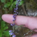 Anarrhinum bellidifolium (L.) Willd.Anarrhinum bellidifolium (L.) Willd.