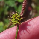 Carex durieui Steud. ex KunzeCarex durieui Steud. ex Kunze