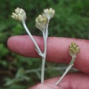 Helichrysum luteoalbum (L.) Rchb.Helichrysum luteoalbum (L.) Rchb.