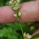 Persicaria maculosa GrayPersicaria maculosa Gray