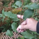 Frangula alnus Mill.Frangula alnus Mill.