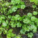 Geranium lucidum L.Geranium lucidum L.