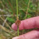 Juncus conglomeratus L.Juncus conglomeratus L.