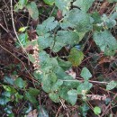 Teucrium scorodonia L.Teucrium scorodonia L.