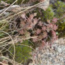 Sedum anglicum Huds.Sedum anglicum Huds.