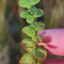 Hypericum elodes L.Hypericum elodes L.