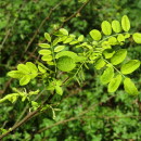 Robinia pseudoacacia L.Robinia pseudoacacia L.