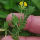 Ornithopus compressus L.Ornithopus compressus L.