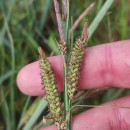 Carex flacca Schreb. subsp. erythrostachys (Hoppe) HolubCarex flacca Schreb. subsp. erythrostachys (Hoppe) Holub