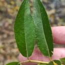 Salix fragilis L.Salix fragilis L.