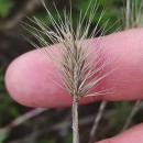 Hordeum marinum Huds. subsp. gussoneanum (Parl.) Thell.Hordeum marinum Huds. subsp. gussoneanum (Parl.) Thell.