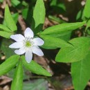 Anemone trifolia L. subsp. albida (Mariz) Ulbr.Anemone trifolia L. subsp. albida (Mariz) Ulbr.
