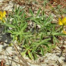 Lupinus luteus L.Lupinus luteus L.