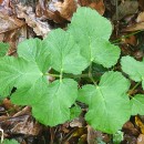 Heracleum sphondylium L. subsp. sphondyliumHeracleum sphondylium L. subsp. sphondylium