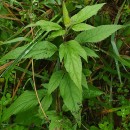 Eupatorium cannabinum  L.Eupatorium cannabinum L.