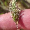 Anthoxanthum odoratum L.Anthoxanthum odoratum L.