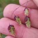 Briza maxima L.Briza maxima L.