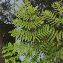 Osmunda regalis L.Osmunda regalis L.