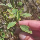 Scrophularia frutescens L.Scrophularia frutescens L.