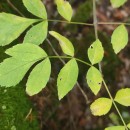 Fraxinus angustifolia VahlFraxinus angustifolia Vahl