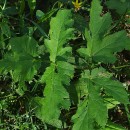 Heracleum sphondylium L. subsp. sphondyliumHeracleum sphondylium L. subsp. sphondylium