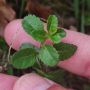 Veronica officinalis L.Veronica officinalis L.