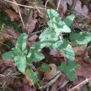 Teucrium scorodonia L.Teucrium scorodonia L.
