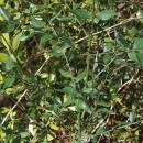 Ruscus aculeatus L.Ruscus aculeatus L.