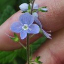 Veronica chamaedrys L.Veronica chamaedrys L.