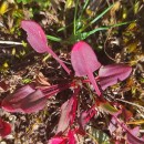 Rumex acetosella L.Rumex acetosella L.