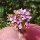 Iberis procumbens Lange subsp. procumbensIberis procumbens Lange subsp. procumbens