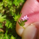 Sherardia arvensis L.Sherardia arvensis L.