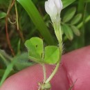 Trifolium subterraneum L. subsp. subterraneumTrifolium subterraneum L. subsp. subterraneum