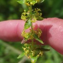 Cruciata glabra (L.) Ehrend. subsp. hirticaulis (Beck) Natali & JeanmCruciata glabra (L.) Ehrend. subsp. hirticaulis (Beck) Natali & Jeanm