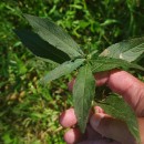 Mercurialis perennis L.Mercurialis perennis L.