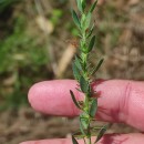 Genista berberidea LangeGenista berberidea Lange