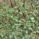 Ligustrum ovalifolium Hassk.Ligustrum ovalifolium Hassk.