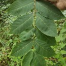 Juglans nigra L.Juglans nigra L.