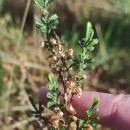 Calluna vulgaris (L.) HullCalluna vulgaris (L.) Hull