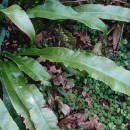 Asplenium scolopendrium L.Asplenium scolopendrium L.