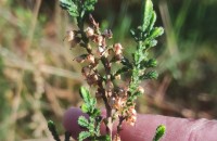 Calluna vulgaris (L.) HullCalluna vulgaris (L.) Hull