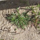 Plantago coronopus L.Plantago coronopus L.