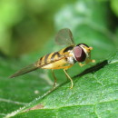 Sphaerophoria sp. Le Peletier & Serville, 1828Sphaerophoria sp. Le Peletier & Serville, 1828
