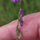 Polygala vulgaris L.Polygala vulgaris L.