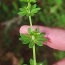 Galium mollugo L.Galium mollugo L.