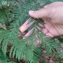 Taxus baccata L.Taxus baccata L.